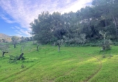 Terreno no urbanizable en venta en la España, Felanitx, ref: TR167601 foto