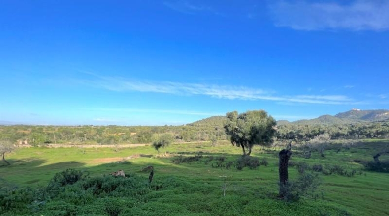 Islas Baleares - Porreres - 23000m2