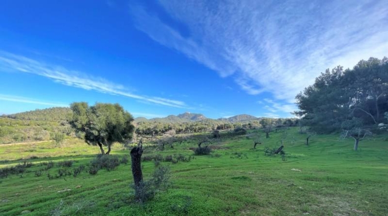 Islas Baleares - Porreres - 23000m2