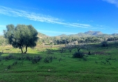 Terreno no urbanizable en venta en la España, Felanitx, ref: TR167601 foto