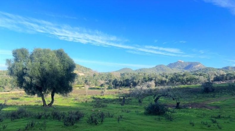 Islas Baleares - Porreres - 23000m2