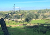 Terreno no urbanizable en venta en la España, Felanitx, ref: TR167601 foto