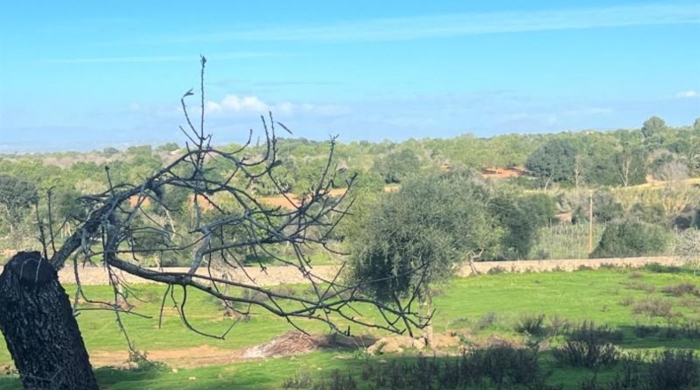 Islas Baleares - Porreres - 23000m2