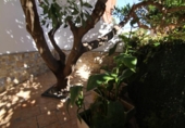 Detached villa with land for sale on España, Torremolinos, ref: TR403042 photo