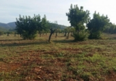 Chalet independiente con terreno en venta en la España, Inca, ref: TR397902 foto