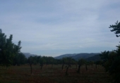 Chalet independiente con terreno en venta en la España, Inca, ref: TR397902 foto