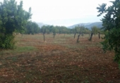 Chalet independiente con terreno en venta en la España, Inca, ref: TR397902 foto
