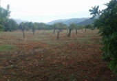 Chalet independiente con terreno en venta en la España, Inca, ref: TR397902 foto