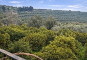 Country house with land for sale on España, Melegís, ref: TR395523 photo
