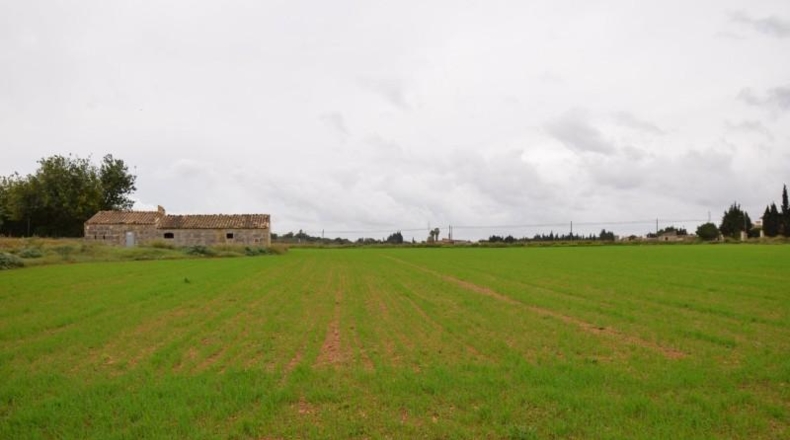 Islas Baleares - Muro - 50419m2