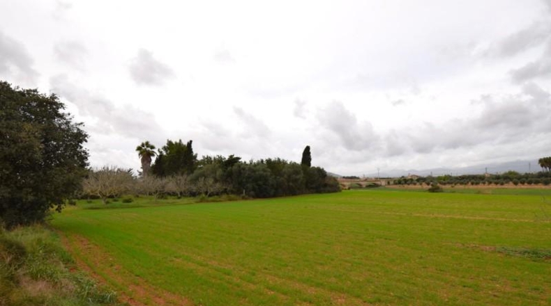Islas Baleares - Muro - 50419m2