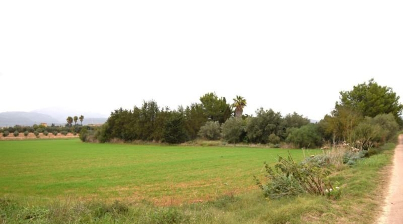 Islas Baleares - Muro - 50419m2