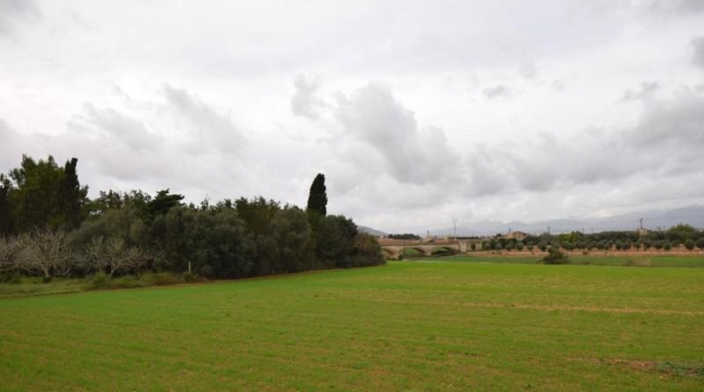 Islas Baleares - Muro - 50419m2
