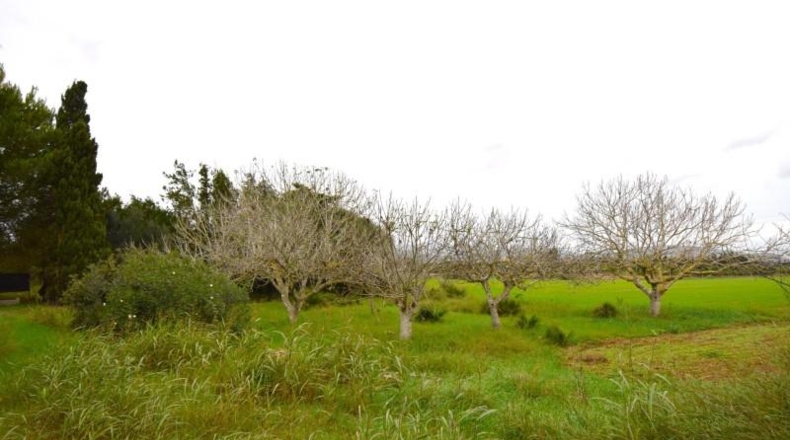 Islas Baleares - Muro - 50419m2