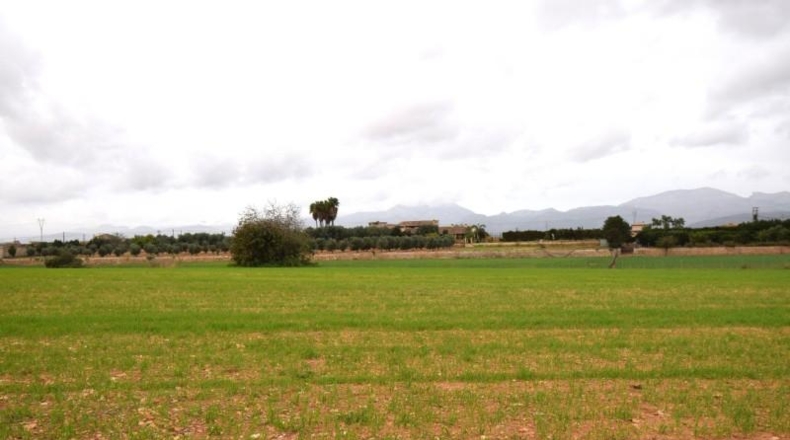Islas Baleares - Muro - 50419m2