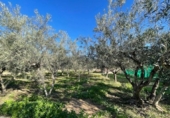 Chalet independiente con terreno en venta en la España, Mutxamel, ref: TR375410 foto