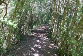 Foto 11