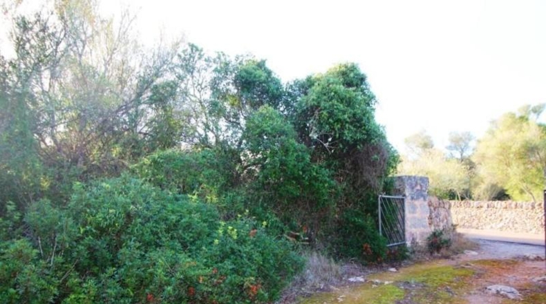 Islas Baleares - Campos - 67455m2