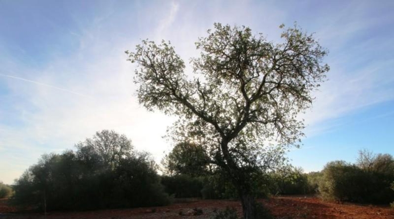 Islas Baleares - Campos - 67455m2
