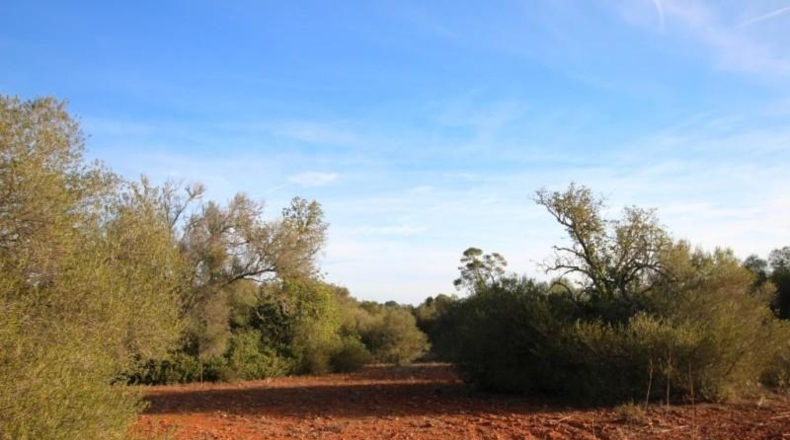 Islas Baleares - Campos - 67455m2