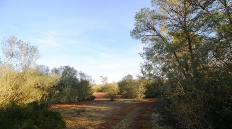 Islas Baleares - Campos - 67455m2