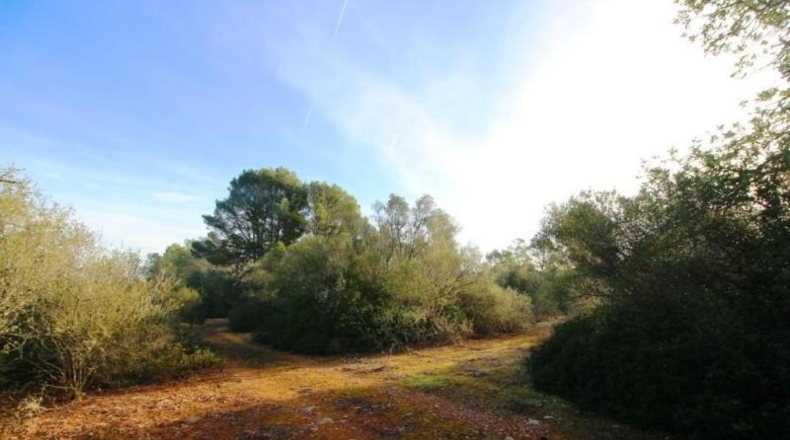 Islas Baleares - Campos - 67455m2