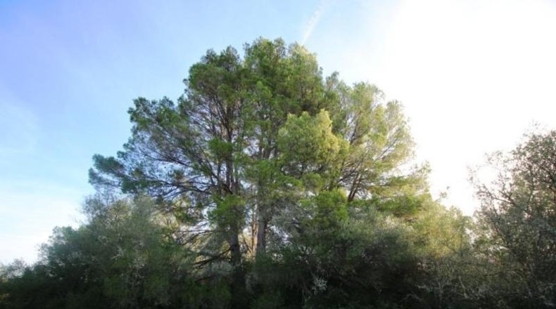 Islas Baleares - Campos - 67455m2