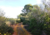 Terreny no urbanitzable en venda a la España, Campos, ref.: TR126171 foto