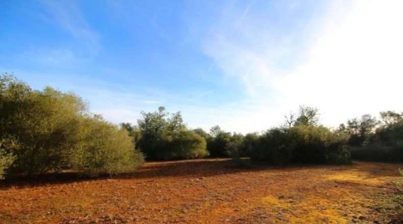 Islas Baleares - Campos - 67455m2