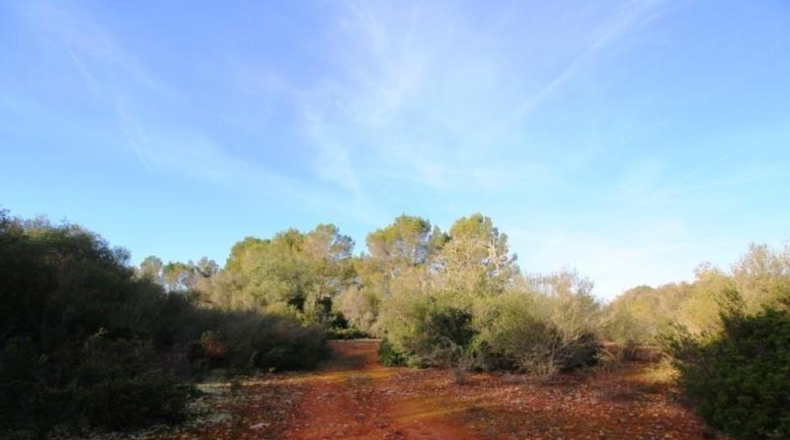 Islas Baleares - Campos - 67455m2