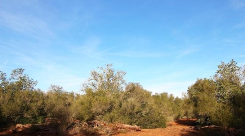 Islas Baleares - Campos - 67455m2