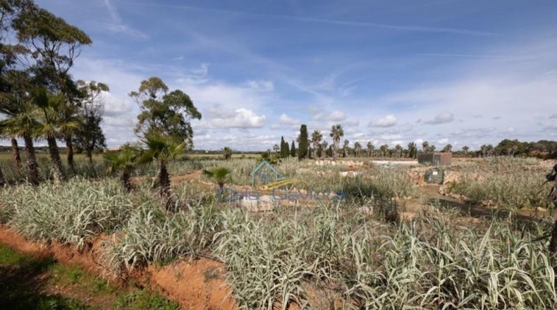 Balearic Islands - Las Salinas - 543m2