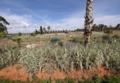 Suelo urbano en venta en la España, Ses Salines, ref: TR117620 foto