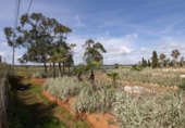 Suelo urbano en venta en la España, Ses Salines, ref: TR117620 foto
