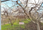Finca rústica en venta en la España, Riudoms, ref: TR399935 foto
