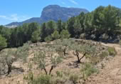 Land suitable for development for sale on Camí de Campulles, Polop, ref: TR412940 photo