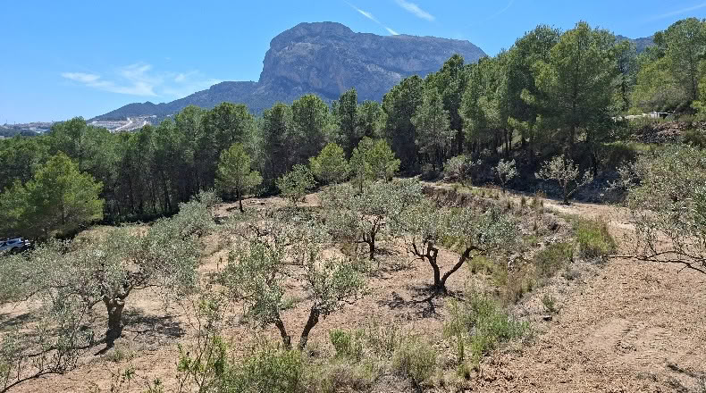 Alicante - Polop - 11000m2