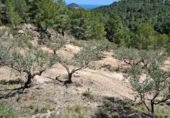 Land suitable for development for sale on Camí de Campulles, Polop, ref: TR412940 photo