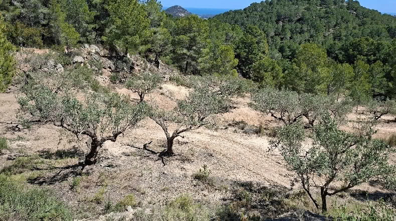 Alicante - Polop - 11000m2