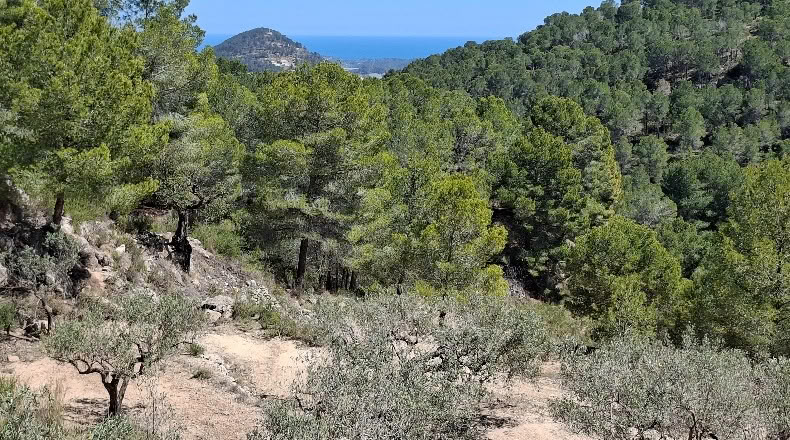 Alicante - Polop - 11000m2