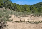 Land suitable for development for sale on Camí de Campulles, Polop, ref: TR412940 photo