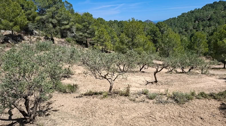 Alicante - Polop - 11000m2