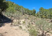 Land suitable for development for sale on Camí de Campulles, Polop, ref: TR412940 photo