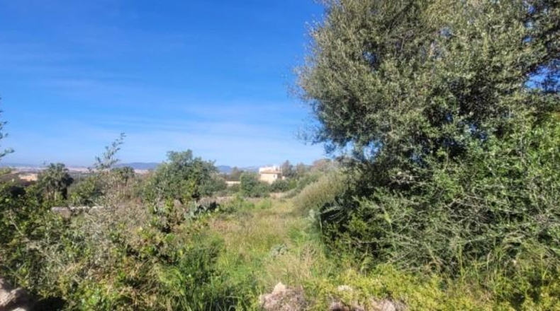 Balearic Islands - sa Cabana - 2400m2