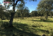 Xalet independent amb terreny en venda a la España, Torrecampo, ref.: TR352370 foto