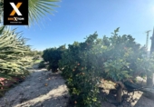 Detached villa with land for sale on España, Murcia, ref: TR364238 photo