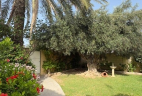 Foto 11
