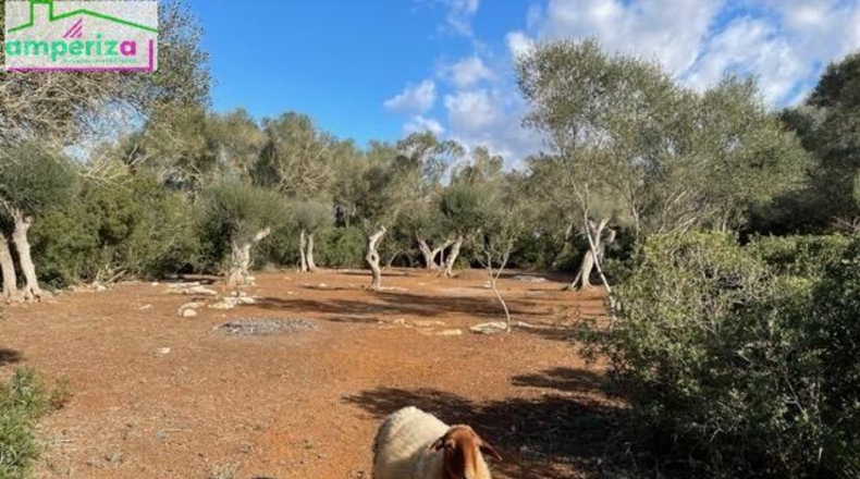 Islas Baleares - Felanitx - 61129m2