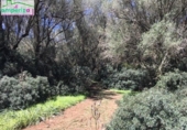 Terreno no urbanizable en venta en la España, Felanitx, ref: TR313776 foto