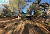 Terreno no urbanizable en venta en la España, Felanitx, ref: TR313776 foto